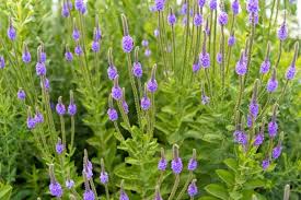 Image result for Fuirena stricta