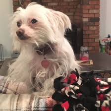 Pet friendly cabins to rent in big bear, ca. Beautiful Pet Friendly Cabins In Big Bear Ca Big Bear Cabins Pet Friendly Fun