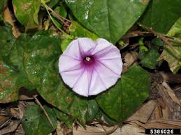 Image result for Ipomoea marginata
