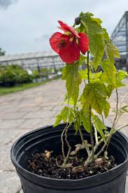 Image result for Abutilon