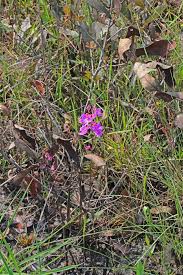 We would be honored to be your virtual florist when sending to valrico, florida. Calopogon Multiflorus Many Flowered Grass Pink Go Orchids