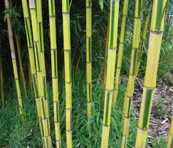 Black Bamboo Plants For Sale Phyllostachys Aureosulcata Spectabilis Bamboo Seeds Bamboo Plants Golden Bamboo