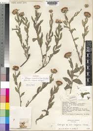 Image result for Erlangea