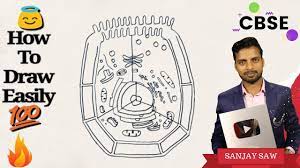 1280x720 how to draw an animal cell diagram homework help doodledrawart. How To Draw Animal Cell Step By Step For Beginners Youtube