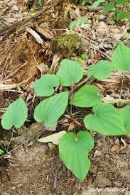 Image result for Dioscoreaceae