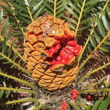 Image result for Encephalartos lebomboensis