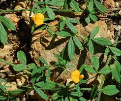 Image result for Stylosanthes