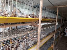 Ayam joper atau jowo super merupakan ayam hasil perkawinan silang antara ayam jantan kampung dengan ayam petelur betina. Cara Beternak Ayam Joper Agar Cepat Panen