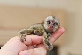 11 Of The Smallest Mammals In The World Top 10 Cutest Animals Pygmy Marmoset Marmoset Monkey