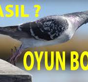 Oyunlu Güvercin Hangi Şartlarda Oyun Bozar ?