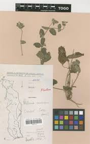 Image result for Nelsonia