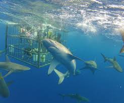 North Shore Shark Adventures & Adventure Travel - Project Expedition