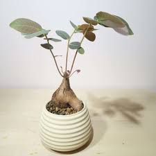 Image result for Phyllanthus mendesii