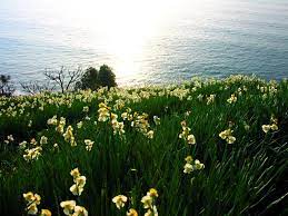 Daffodils By The Sea Doesn T Get Much Better Than That Daffodils Daffodil Flower Narcissus Plant