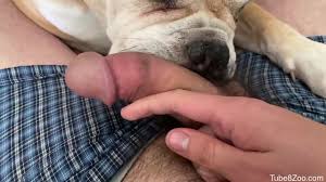 Dog licks owners penis and makes him come big time