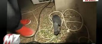 Morandini Zap Il Demande Aux Clients De Quitter Le Restaurant Apres La Decouverte De Pigeons Morts Jean Marc Morandini