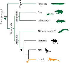 What they do is wrap themselves in a type of cocoon and bury themselves in mud. Salamander Like Tail Regeneration In The West African Lungfish Proceedings Of The Royal Society B Biological Sciences