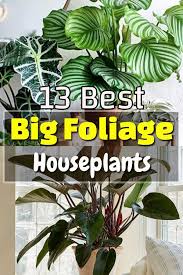 13 Best Big Foliage Houseplants In 2020 Indoor Shade Plants Big Indoor Plants Big House Plants