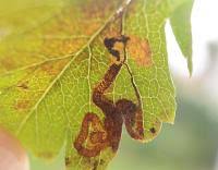 Image result for Stigmella paradoxa