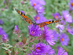 Maybe you would like to learn more about one of these? Asters Autumn S Crescendo Dyck Arboretum