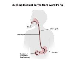 Nearly all medical terms contain at least one breaking a word down to its component parts should help readers determine the meaning of an. Esophagogastroduodenoscopy Egd Medical Terms Built From Word Parts