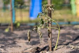 Maybe you would like to learn more about one of these? 9 Reasons For Wilting Tomato Plants How To Fix It Tomato Bible