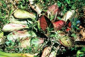 Image result for Euphorbia neoglaucescens
