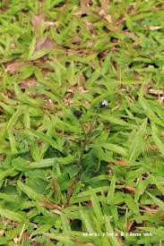 Image result for Elephantopus scaber