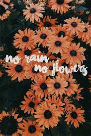 No Rain No Flowers Sunflower Wallpaper Yellow Wallpaper Flower Wallpaper