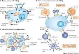Antibodies made in a laboratory act a lot like natural antibodies to limit the amount of virus in your body. Antibody Therapy Of Cancer Nature Reviews Cancer