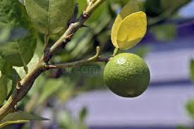Tree care for indoors & outdoors. 416 Lime Citrus Aurantifolia Photos Free Royalty Free Stock Photos From Dreamstime