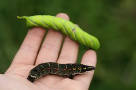 エコロコプロジェクト