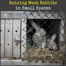 Question about meat product rabbit farming.? How To Raise Meat Rabbits In Small Spaces Backdoor Survival
