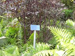 Image result for Leea guineensis