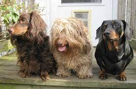 Miniature long haired piebald puppy, carrying english cream, could also carry chocolate as sister is chocolate & cream. Dachshund All About The 6 Different Versions Of This Dog