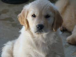 Ace golden retriever home has healthy and playful puppies ready for new homes now. English Golden Retriever Breeder Basset Hound Breeder