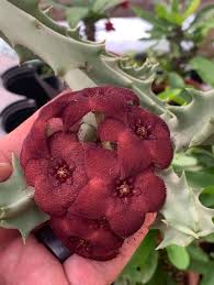 Image result for Orbea melanantha
