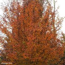 epingle sur jardin
