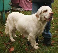 There are 420 clumber spaniel for sale on etsy, and they cost us$ 21.83 on average. Clumber Spaniel Wikipedia