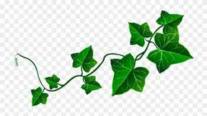 123clipartpng provides you with fresh green leafy vine leaves, vine clipart, fresh, green vine png image and png, psd, icons, and vectors. Clip Art Vine Leaves Png Download 3973709 Pinclipart