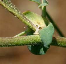 Image result for Astragalus atropilosulus