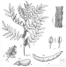 Image result for Indigofera drepanocarpa