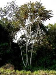 Image result for Peponium chirindense