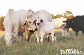 The larger associations offer breeding values to. American Brahman Breeders Association Home Facebook