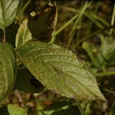 Image result for Rhamnaceae