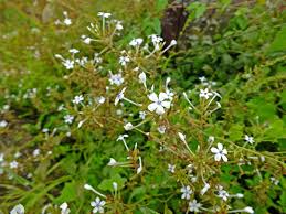 Image result for Plumbaginaceae