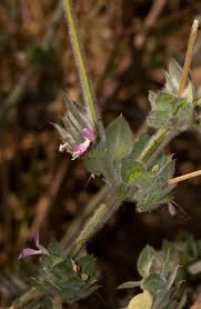 Image result for Dicliptera heterostegia