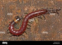 Pink_scolopendra