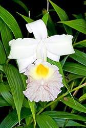 Image result for Urochloa xantholeuca