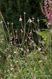 Image result for Verbena officinalis